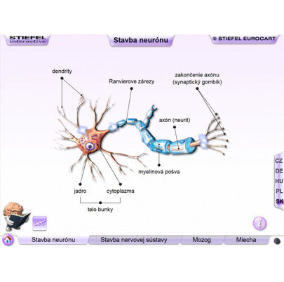 Nervová sústava (DL)