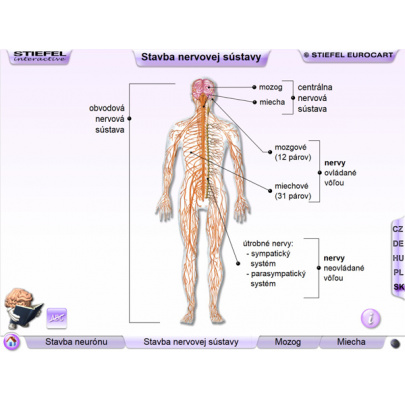 Nervová sústava (SL)