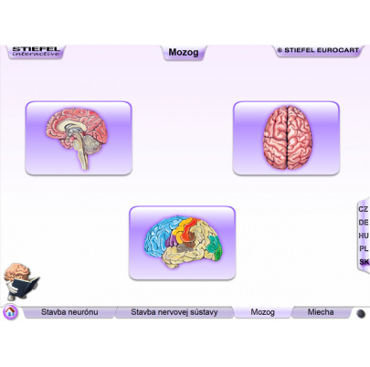 Nervová sústava (SL)