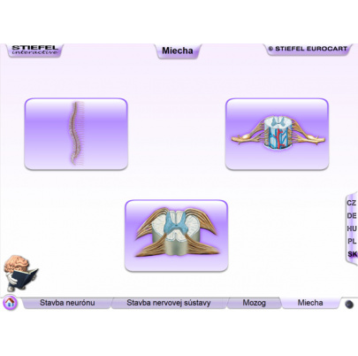 Nervová sústava (SL)