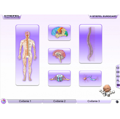 Nervová sústava (SL)