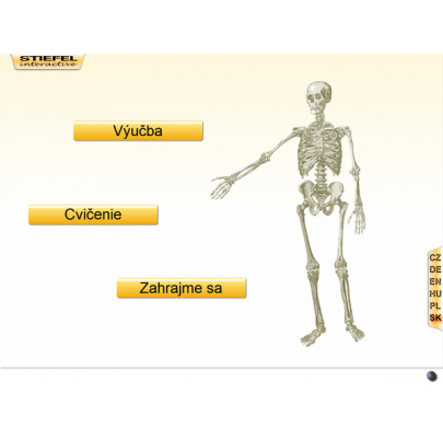 Kostra človeka (DL)