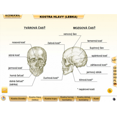Kostra človeka (DL)
