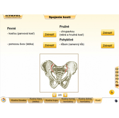 Kostra človeka (DL)