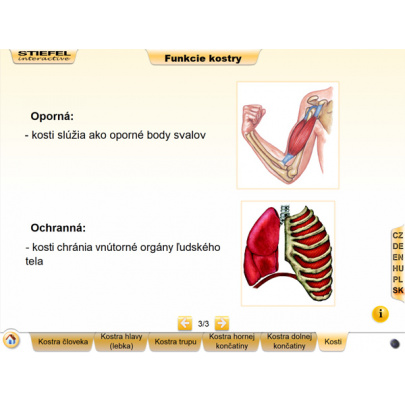 Kostra človeka (DL)