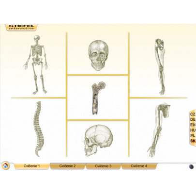 Kostra človeka (DL)