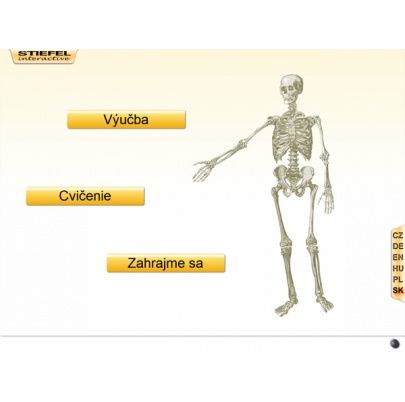 Kostra človeka (SL)
