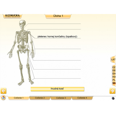Kostra človeka (SL)