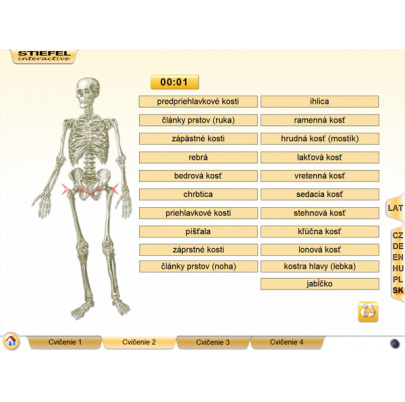 Kostra človeka (SL)
