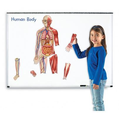 Magnety, ľudské telo