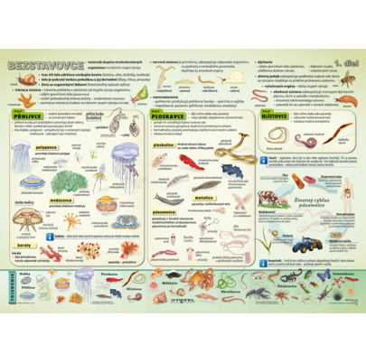 Bezstavovce, I. diel