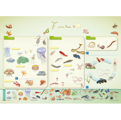 Bezstavovce, I. diel