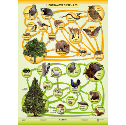 Potravové siete - les