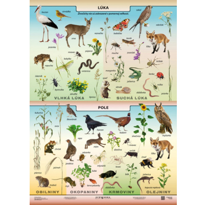 Potravové siete - lúka a pole