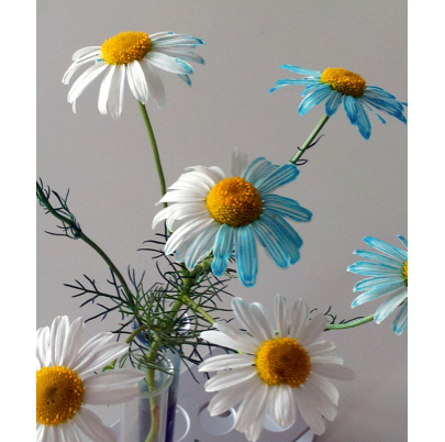 Súprava K4 – Rastliny