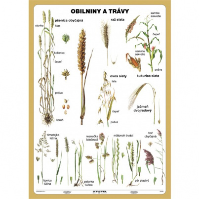 Obilniny a trávy (A4)