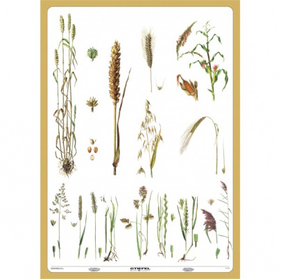 Obilniny a trávy (A4)