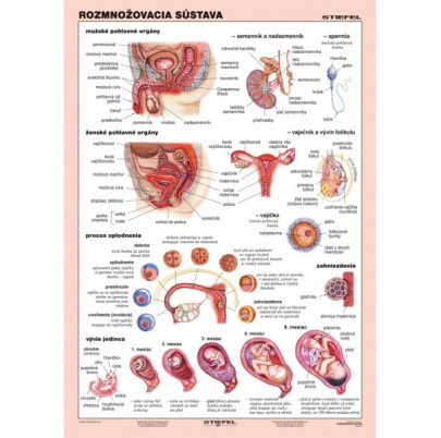 Rozmnožovacia sústava (A4)