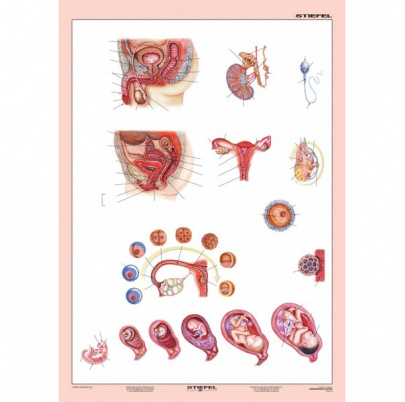 Rozmnožovacia sústava (A4)