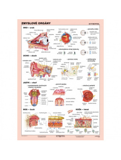 Zmyslové orgány (A4)
