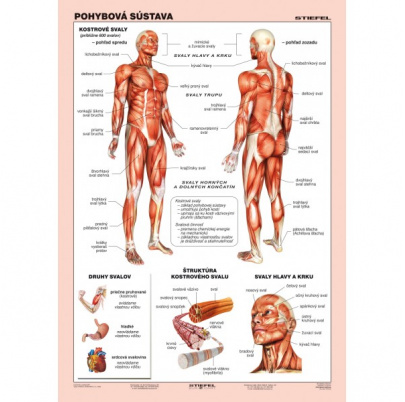 Pohybová sústava (A4)