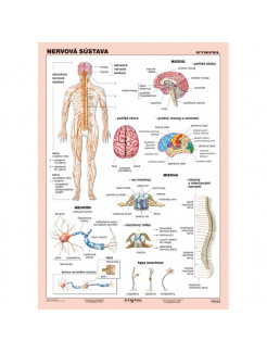 Nervová sústava (A4)