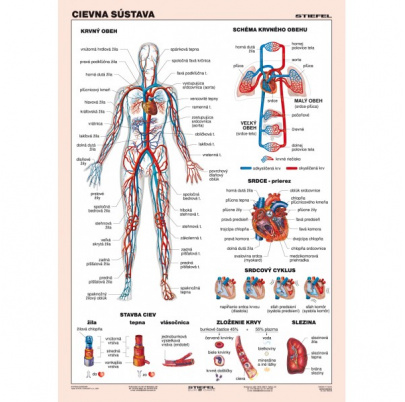 Cievna sústava (A4)