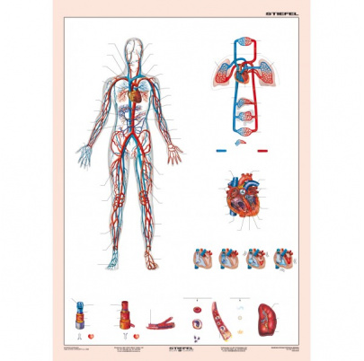 Cievna sústava (A4)