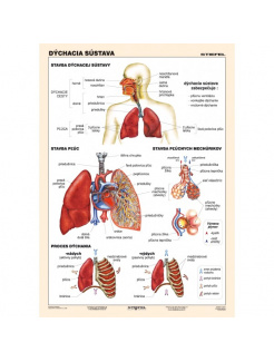 Dýchacia sústava (A4)