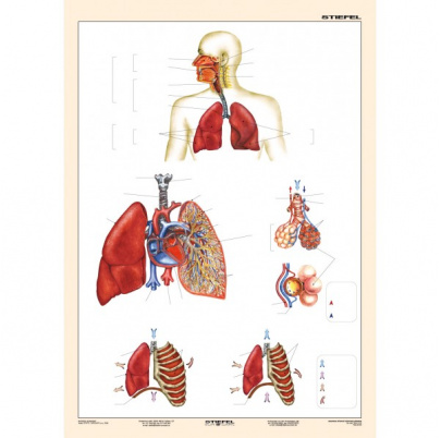 Dýchacia sústava (A4)
