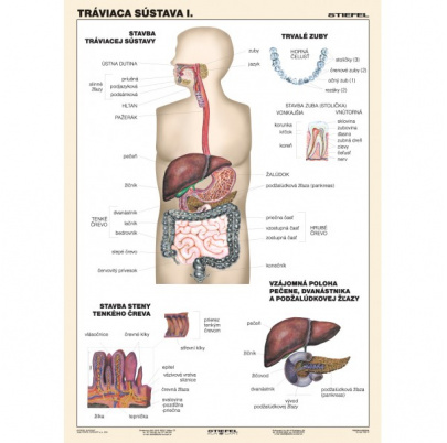 Tráviaca sústava, I. diel (A4)