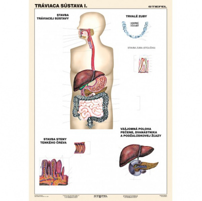 Tráviaca sústava, I. diel (A4)