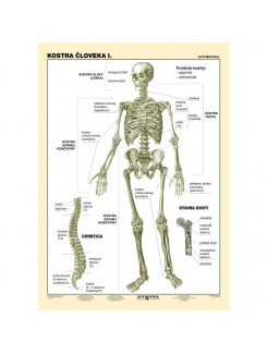 Kostra človeka, I. diel (A4)