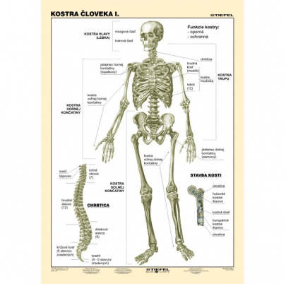 Kostra človeka, I. diel (A4)