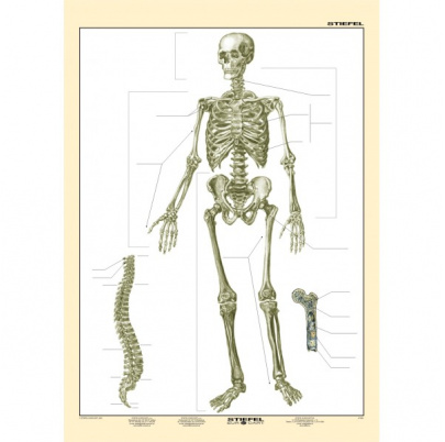 Kostra človeka, I. diel (A4)