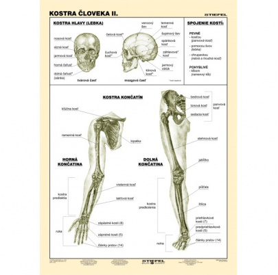 Kostra človeka, II. diel (A4)