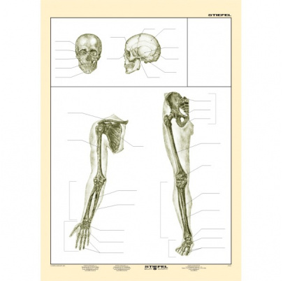 Kostra človeka, II. diel (A4)