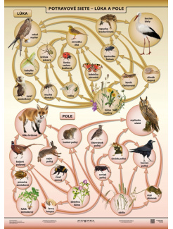 Potravové siete - lúka a pole (A4)