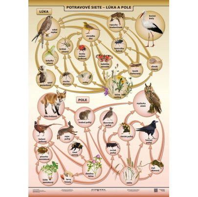 Potravové siete - lúka a pole (A4)