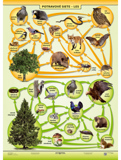 Potravové siete - les (A4)
