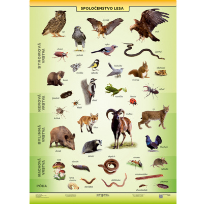 Potravové siete - les (A4)