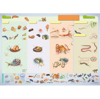 Bezstavovce, II. diel (A4)