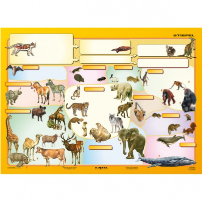 Triedenie cicavcov (A4)