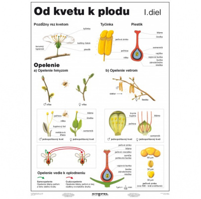 Od kvetu k plodu, I. diel (A4)