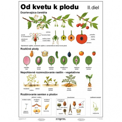 Od kvetu k plodu, II. diel (A4)