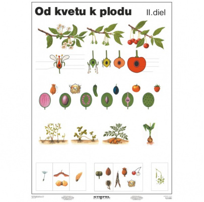 Od kvetu k plodu, II. diel (A4)