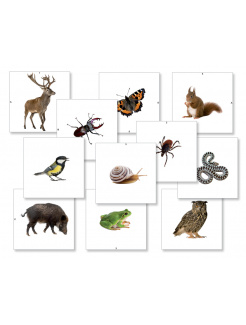 Tematické kartičky - Lesné zvieratá
