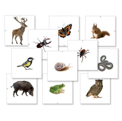 Tematické kartičky - Lesné zvieratá