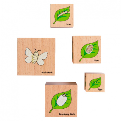 Životný cyklus na kockách