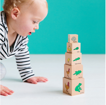 Životný cyklus na kockách